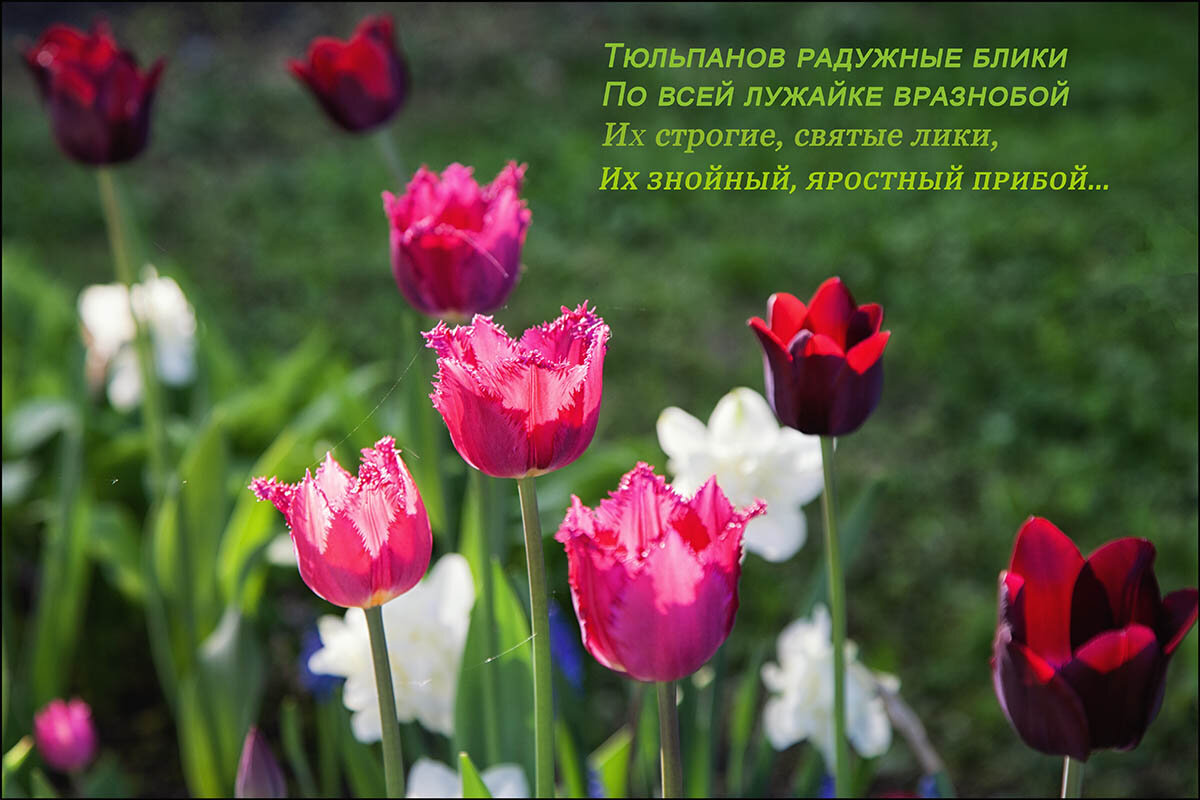 Фестиваль тюльпанов. - Лилия * Фестиваль тюльпанов. - Лилия *