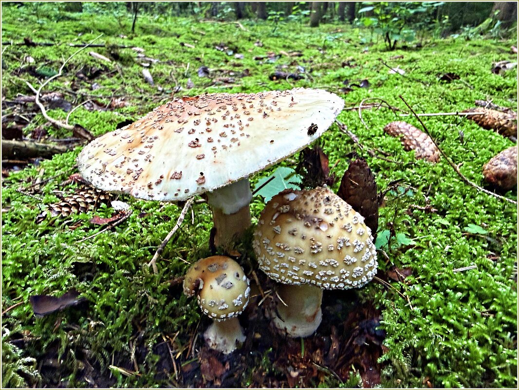 Мухоморы серо-розовые. - Валерия Комова