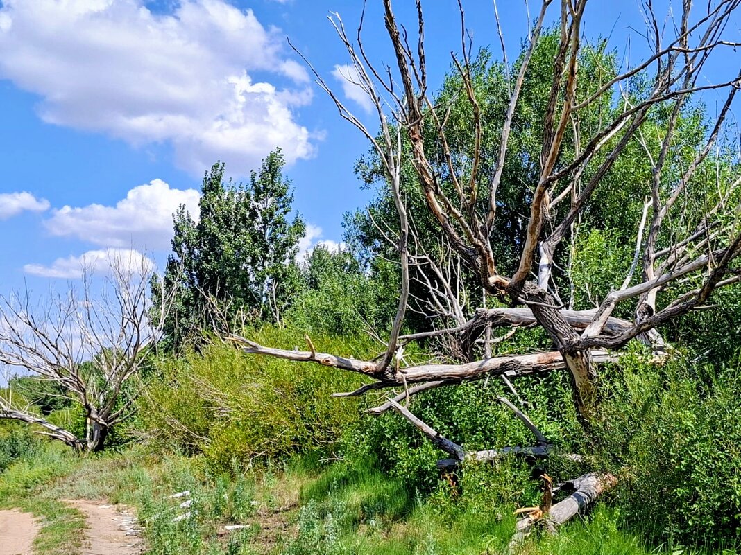 А жизнь, продолжается - Георгиевич 