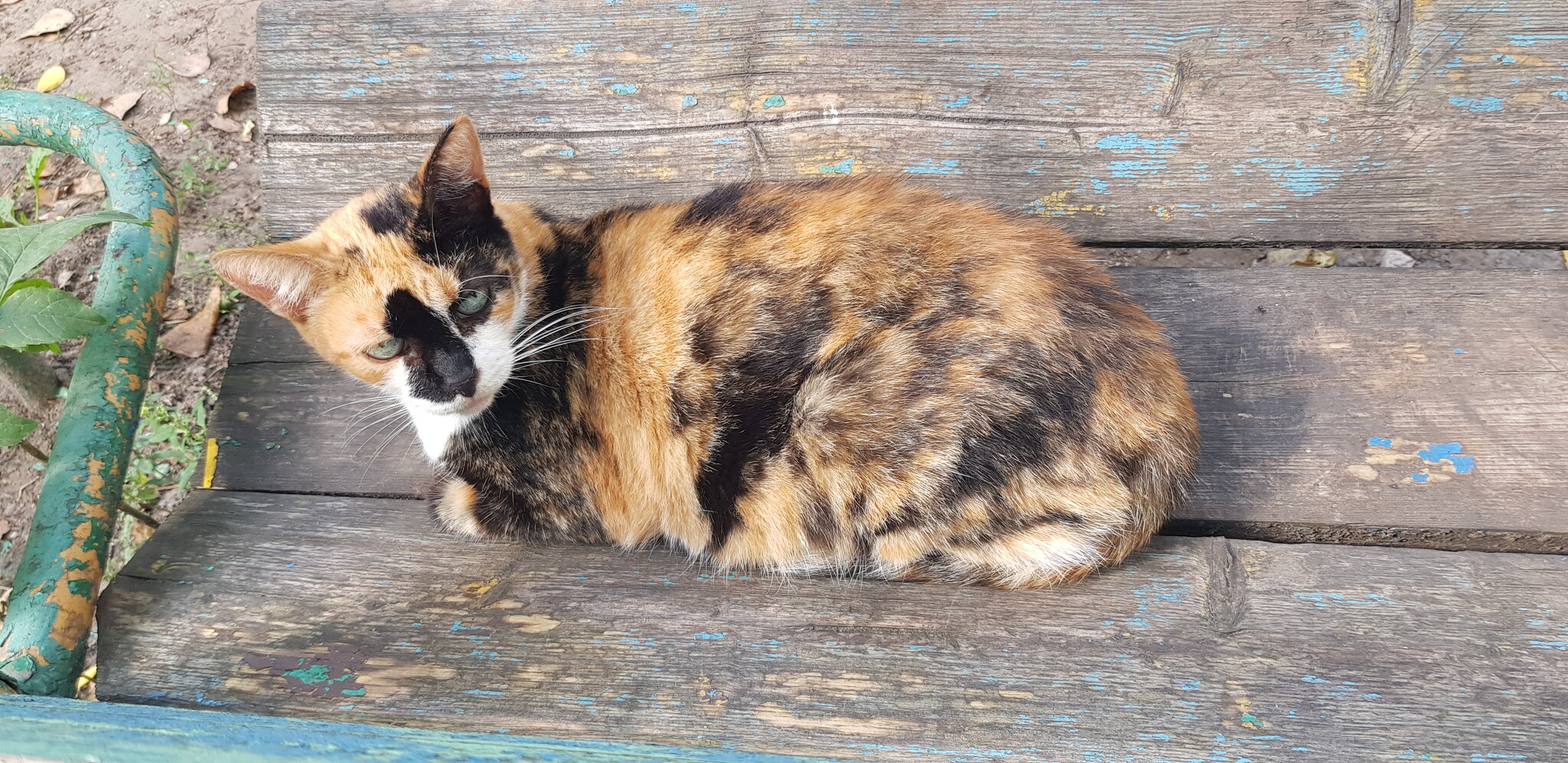 Кошка,которая живёт во дворе :: Galina Solovova