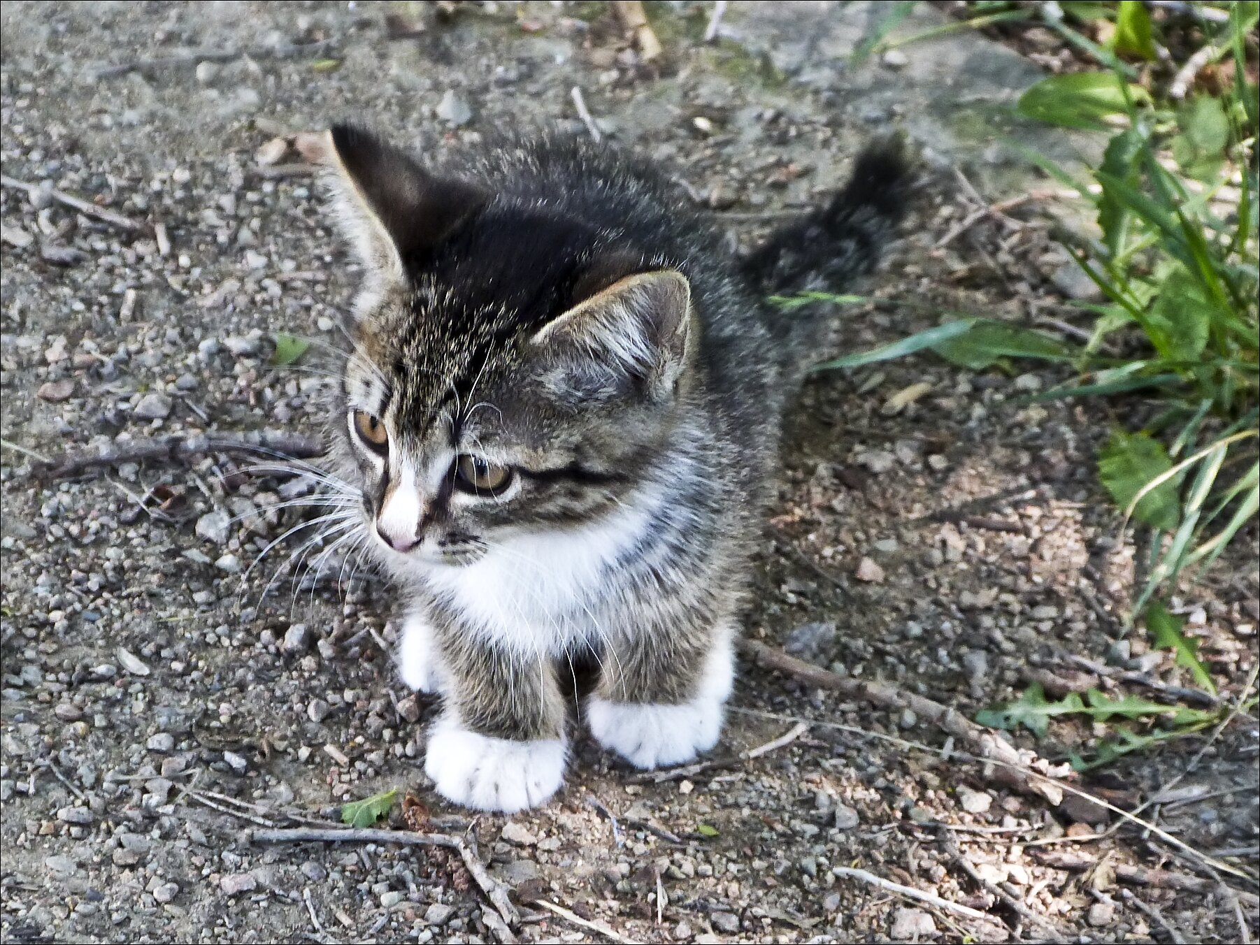 Я серый маленький котёнок... :: Валентина * Я серый маленький котёнок... :: Валентина *