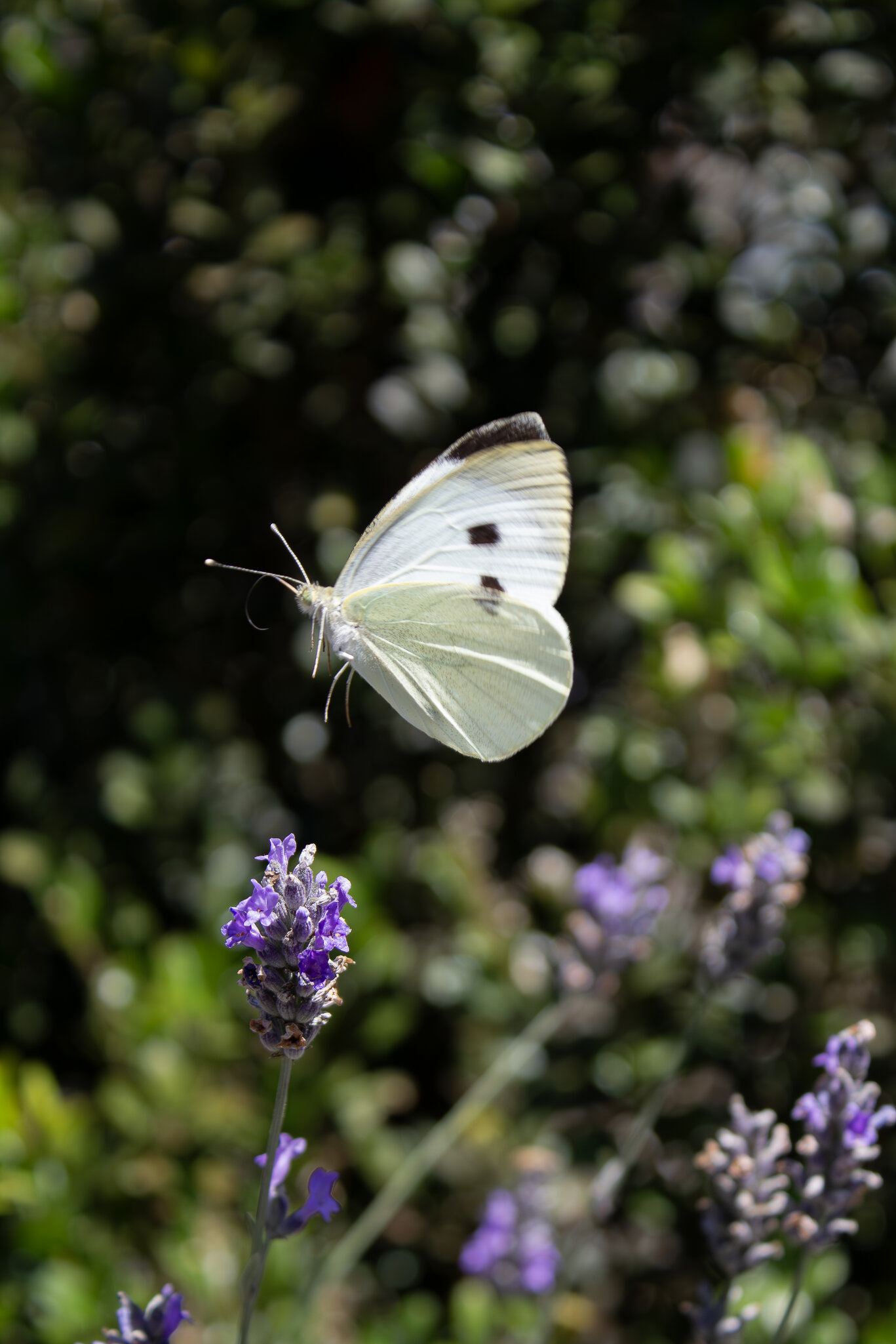 Pieris brassicae :: Александр. AVG100 --- Pieris brassicae :: Александр. AVG100 ---