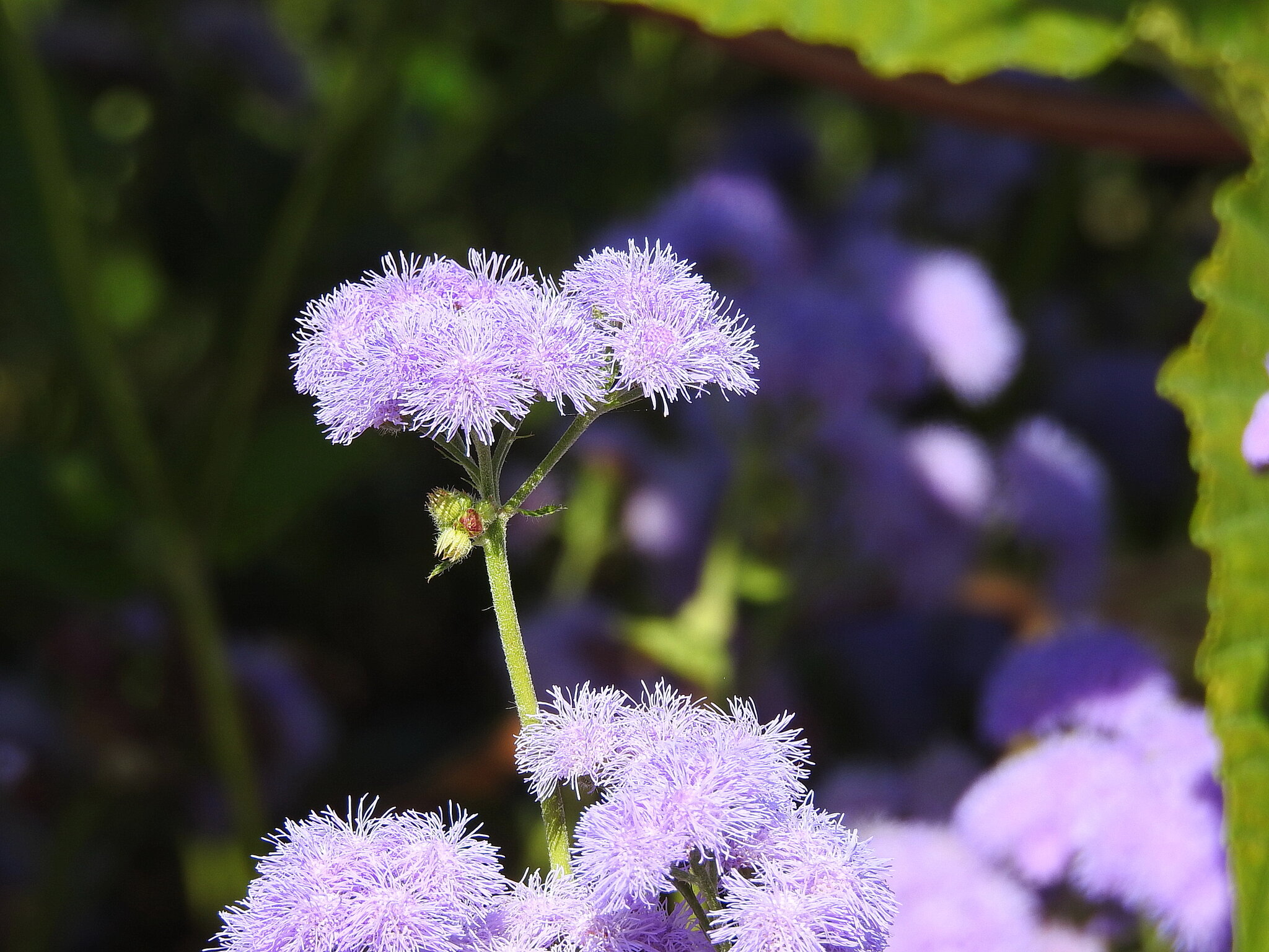 Ageratum houstonianum :: ИННА ПОРОХОВА Ageratum houstonianum :: ИННА ПОРОХОВА