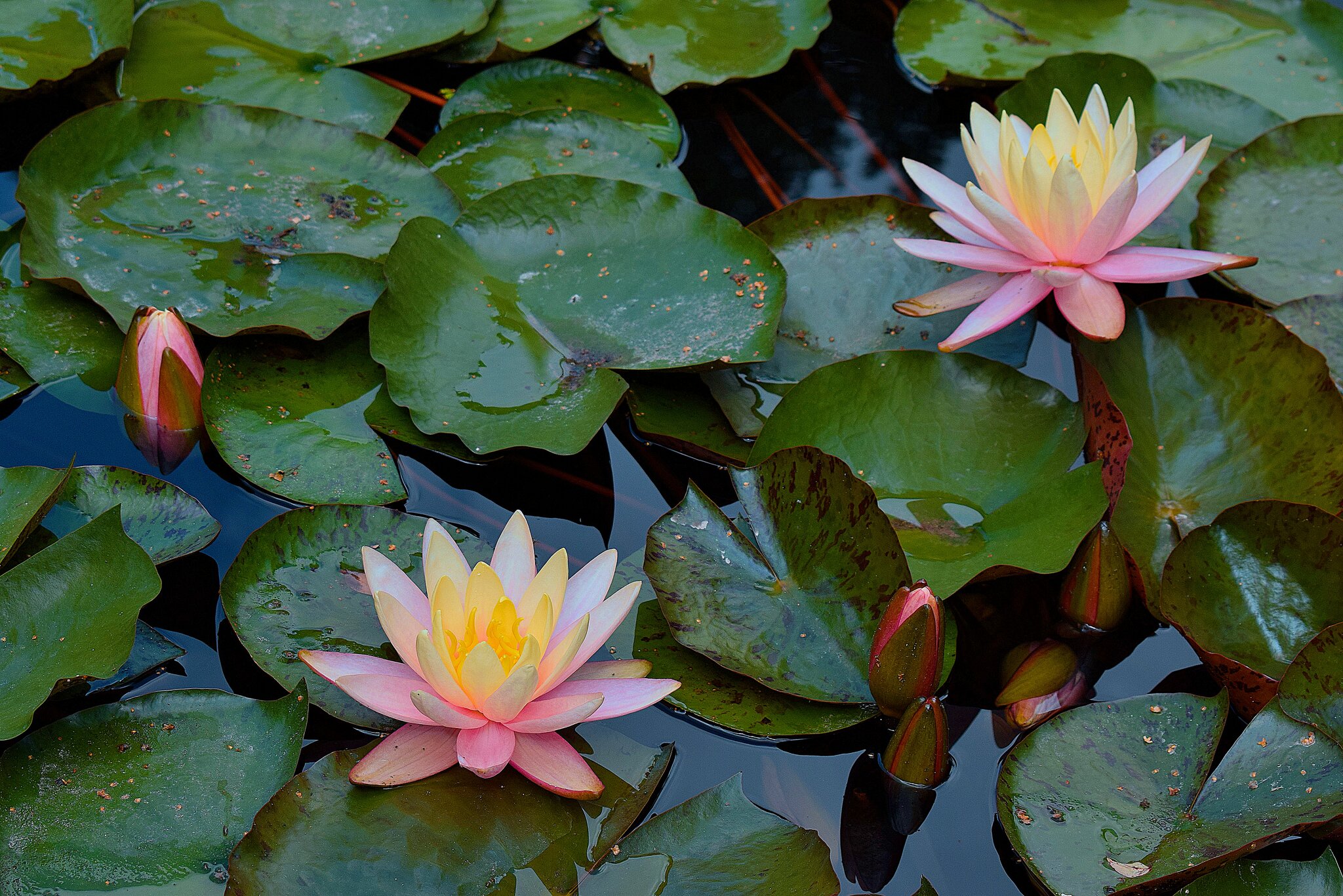 Кувшинки "Pink Nymphaea" (Пинк Нимфа) :: Татьяна Помогалова Кувшинки "Pink Nymphaea" (Пинк Нимфа) :: Татьяна Помогалова
