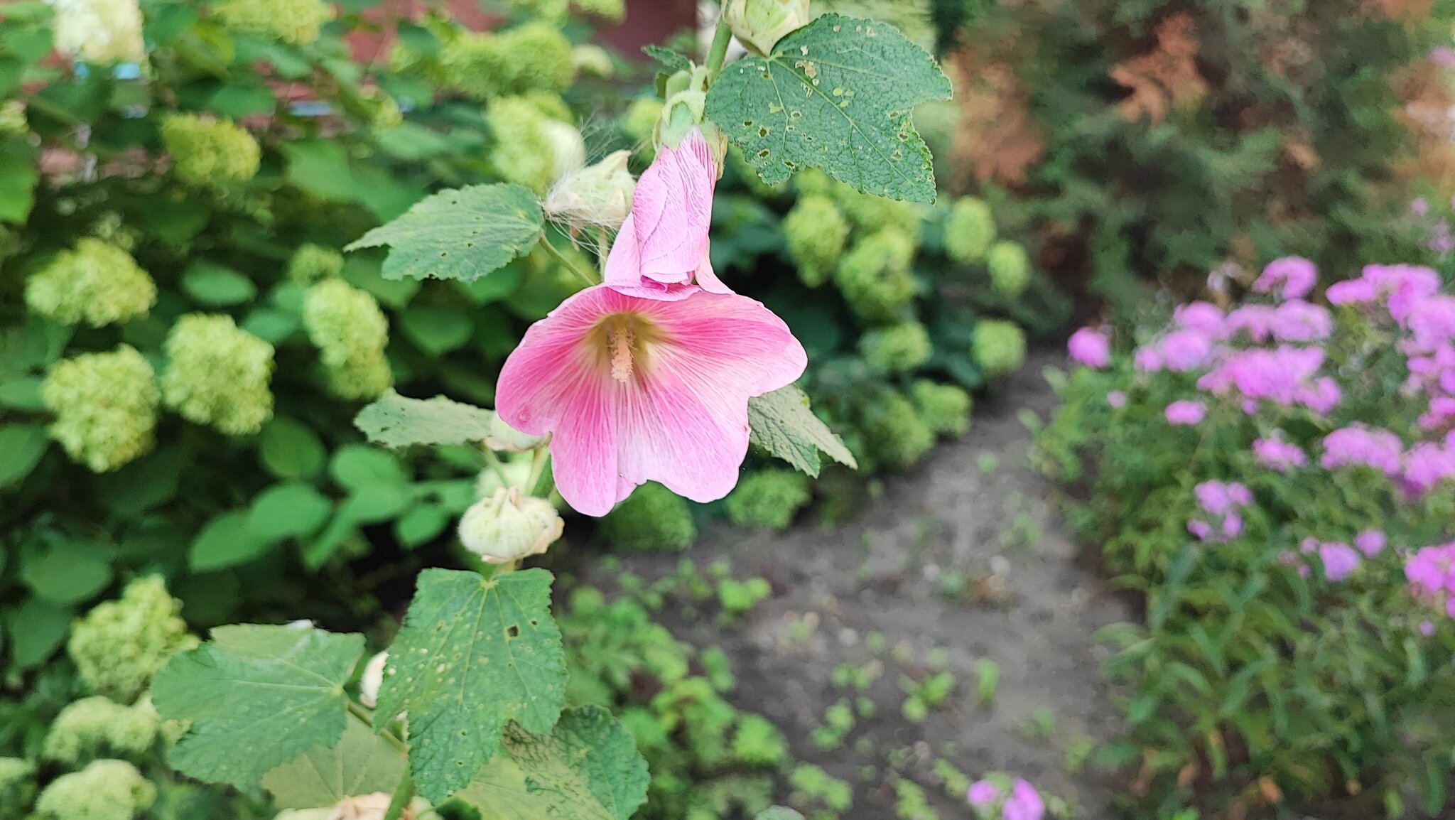 Мальва alcea rosea :: Сергей Тимоновский Мальва alcea rosea :: Сергей Тимоновский