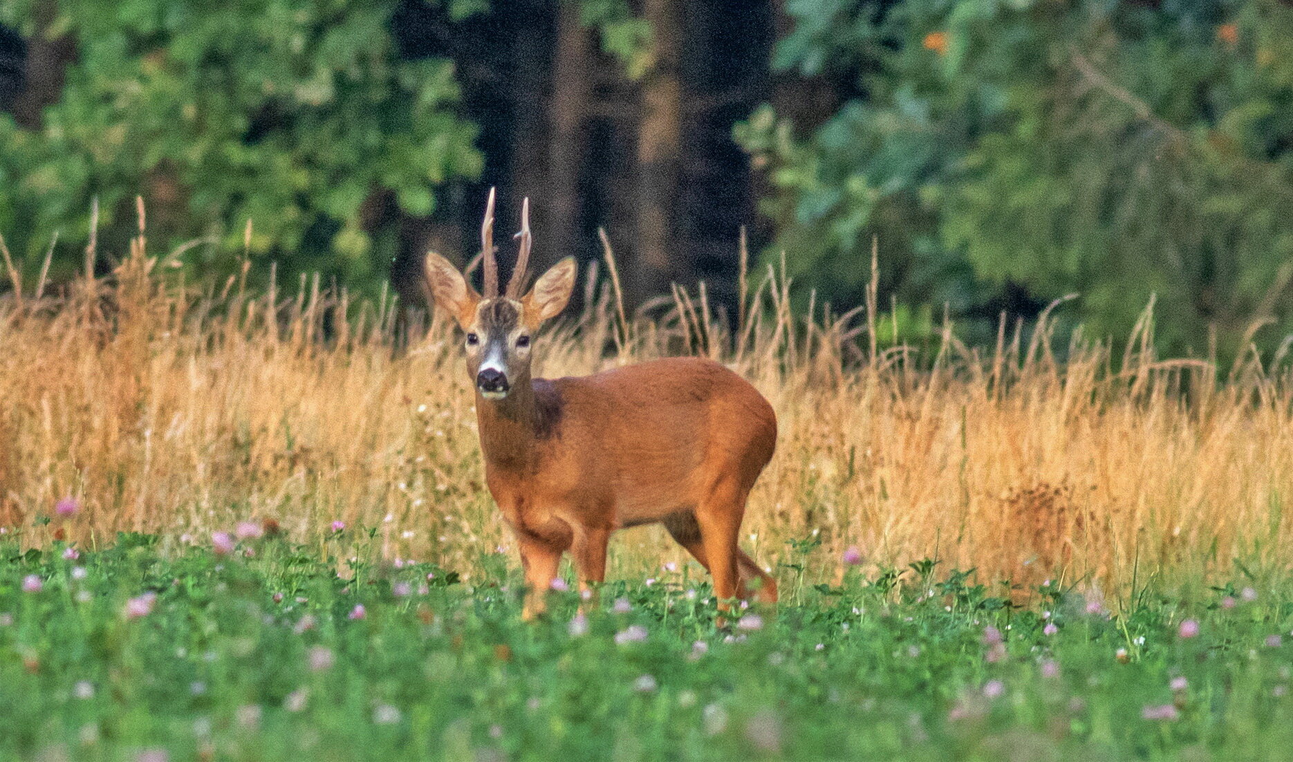 Европейская косуля capreolus capreolus :: vladimir Европейская косуля capreolus capreolus :: vladimir