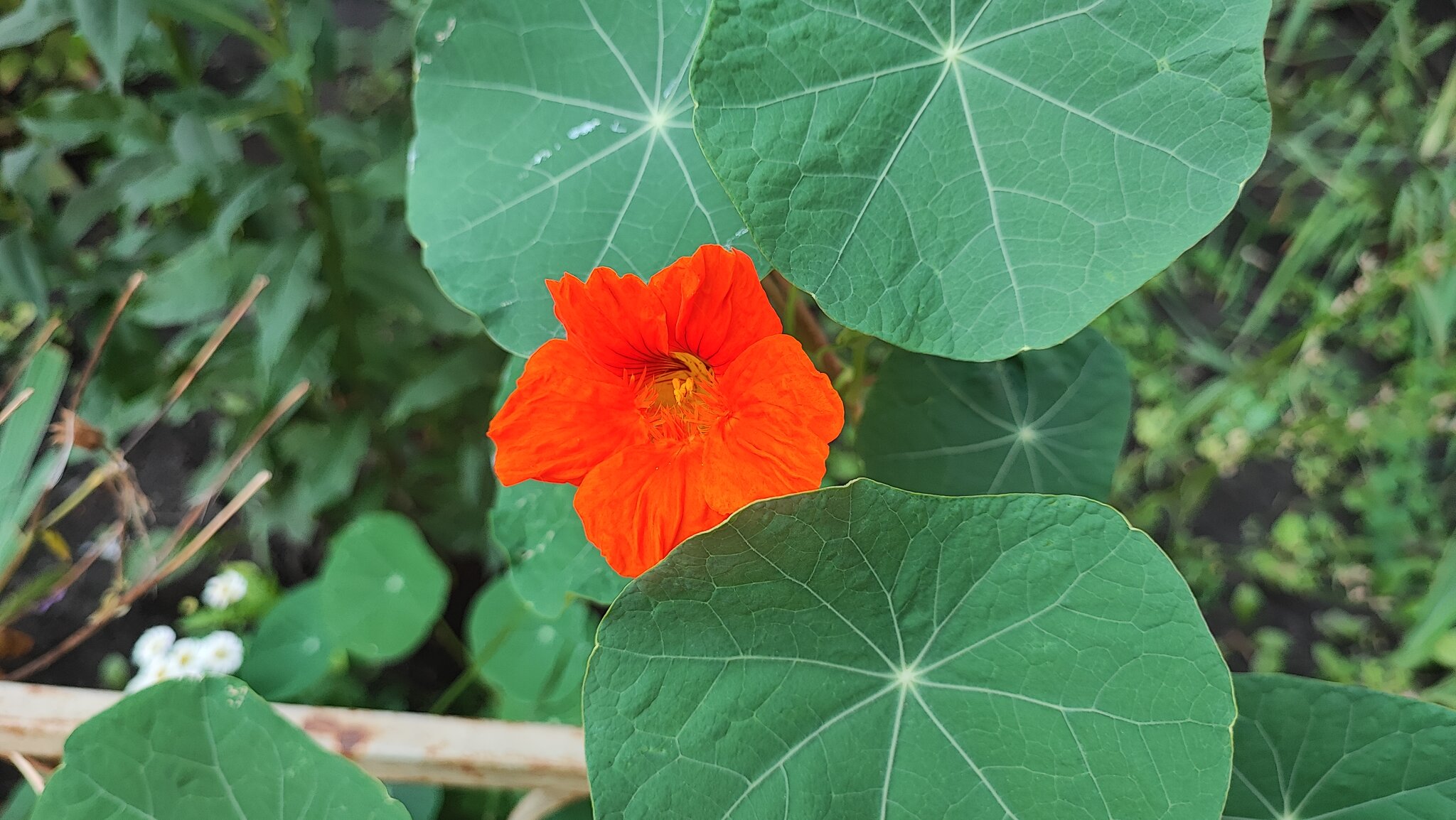 Tropaeolum majus :: Сергей Тимоновский Tropaeolum majus :: Сергей Тимоновский