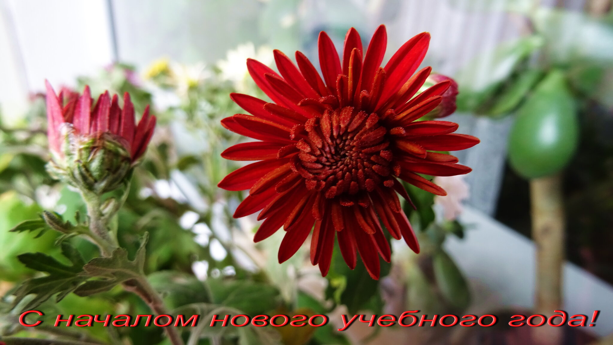 С началом нового учебного года! :: Татьяна Р С началом нового учебного года! :: Татьяна Р
