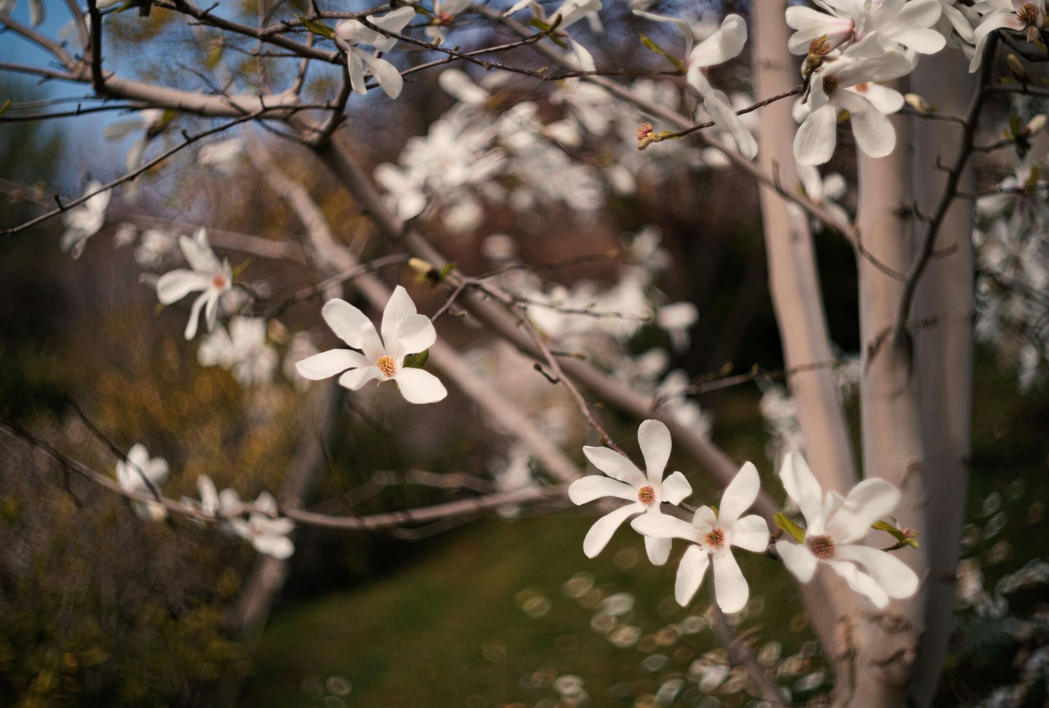 Магнолия звёздчатая (Magnolia stellata). :: Анатолий Щербак Магнолия звёздчатая (Magnolia stellata). :: Анатолий Щербак