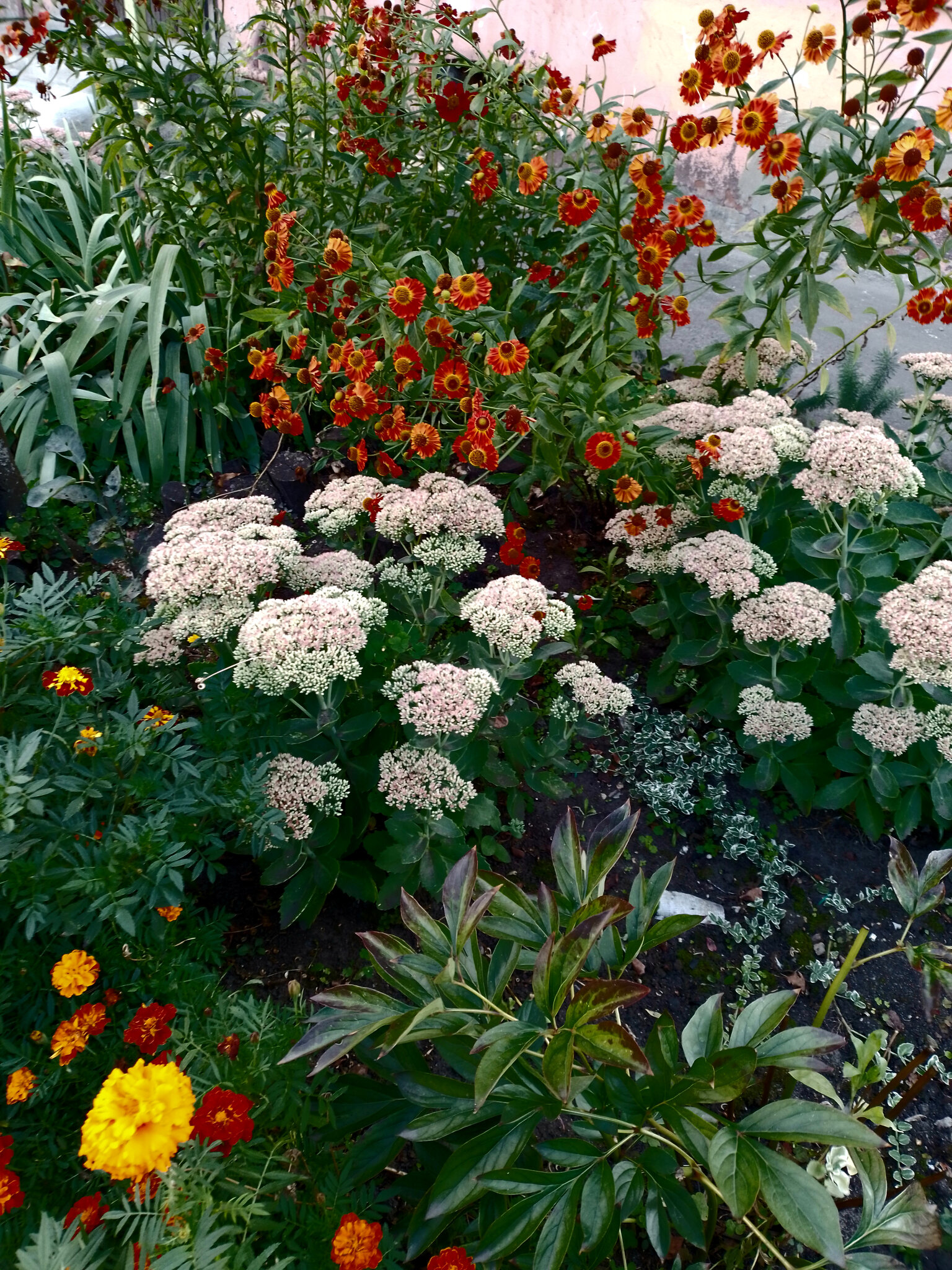 Achillea millefolium :: Валентина Береснева Achillea millefolium :: Валентина Береснева