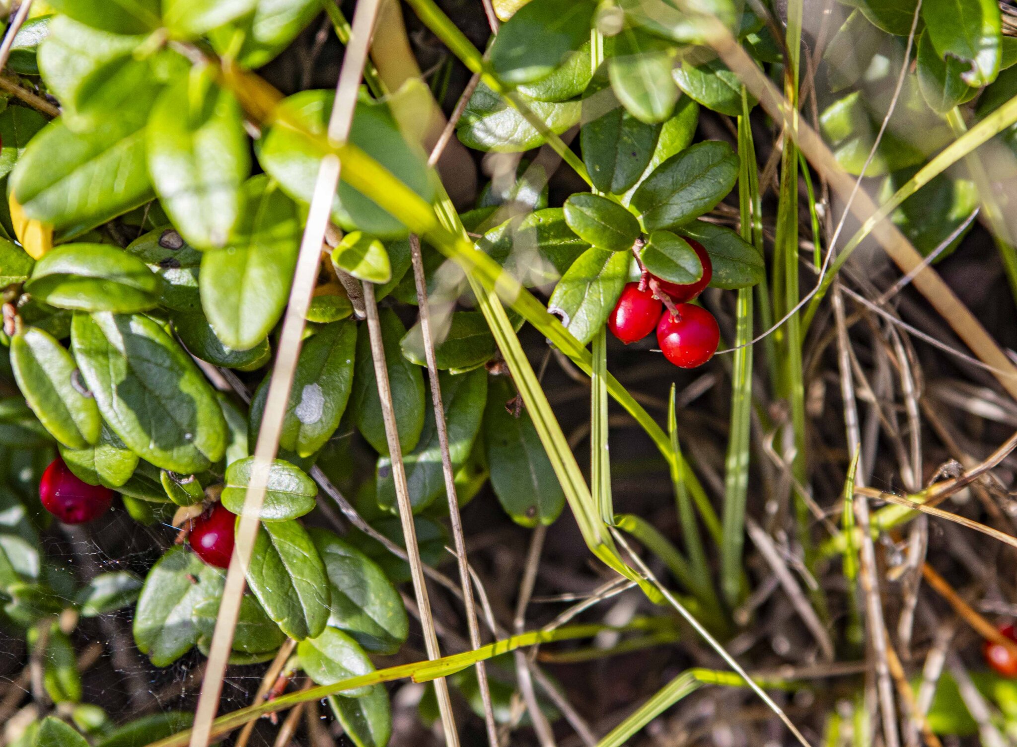 Vaccinium vitis-idaea :: Николай Vaccinium vitis-idaea :: Николай