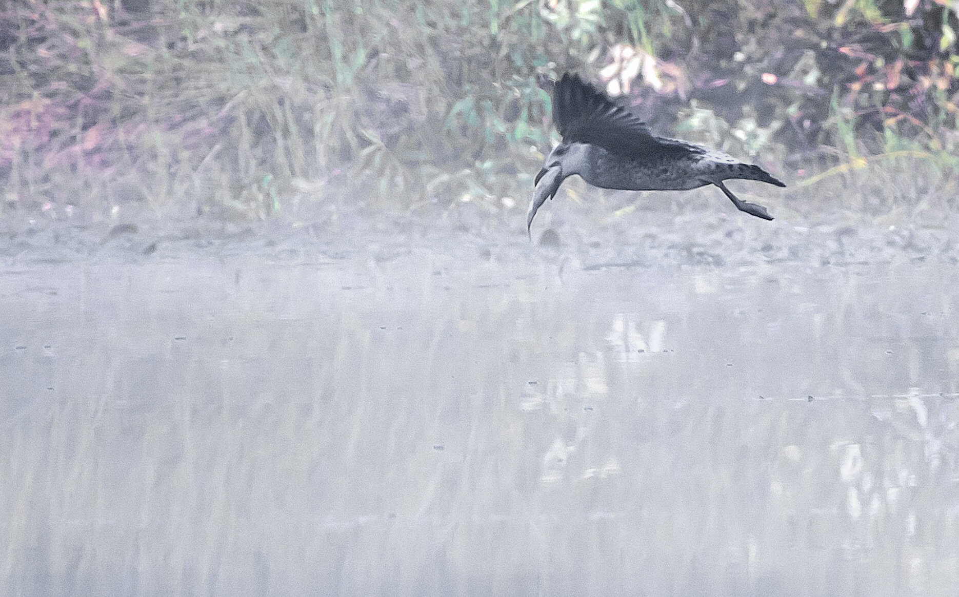 Чайка удачно поохотилась. :: Владимир Безбородов Чайка удачно поохотилась. :: Владимир Безбородов