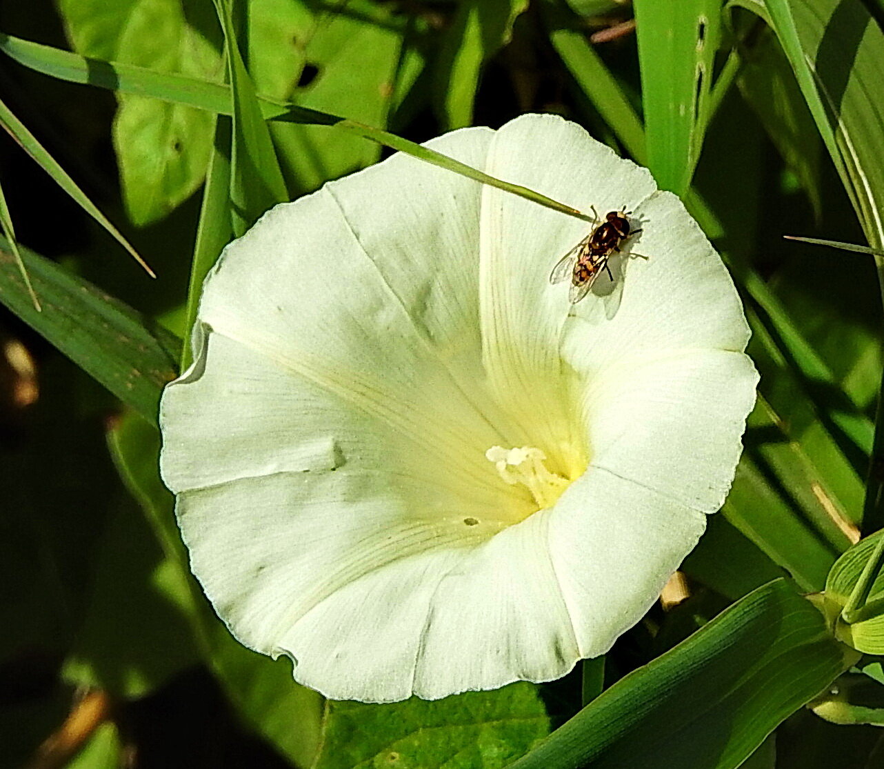 Convolvulus arvensis :: ИННА ПОРОХОВА Convolvulus arvensis :: ИННА ПОРОХОВА