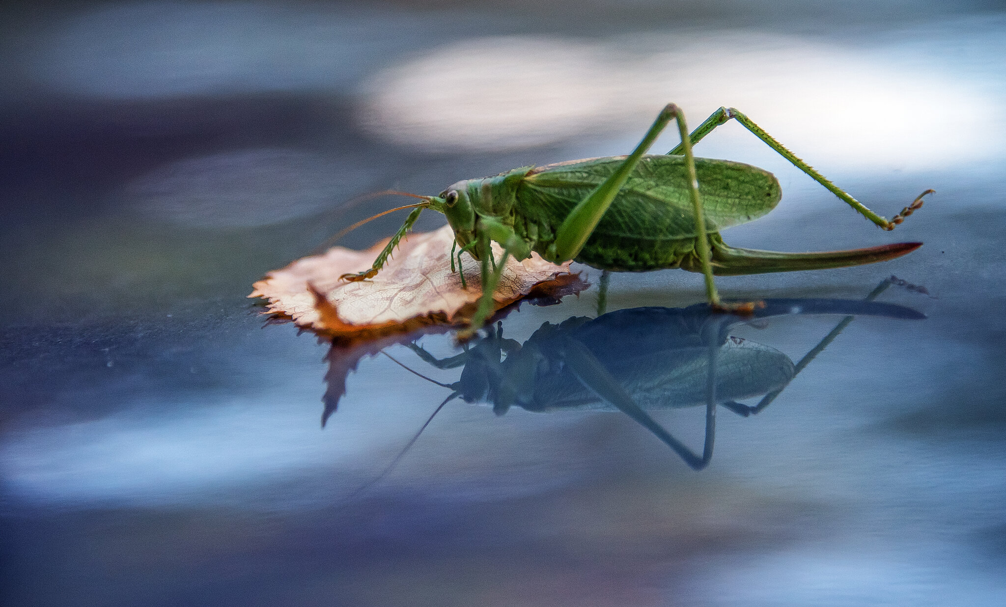 Кузнечик tettigonia viridissima :: Владимир Безбородов Кузнечик tettigonia viridissima :: Владимир Безбородов