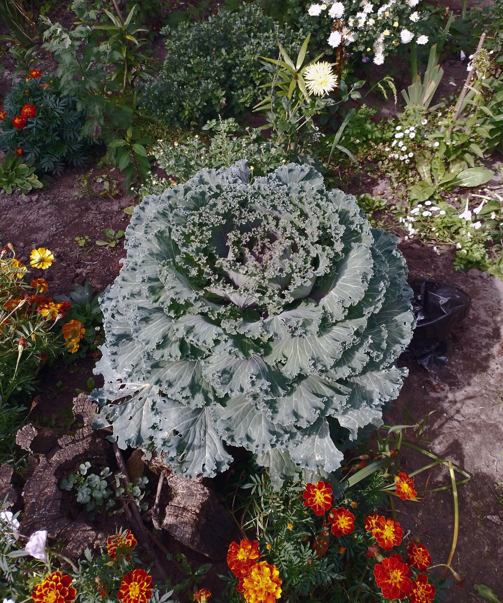 Декоративная капуста brassica oleracea :: Валентина Береснева Декоративная капуста brassica oleracea :: Валентина Береснева