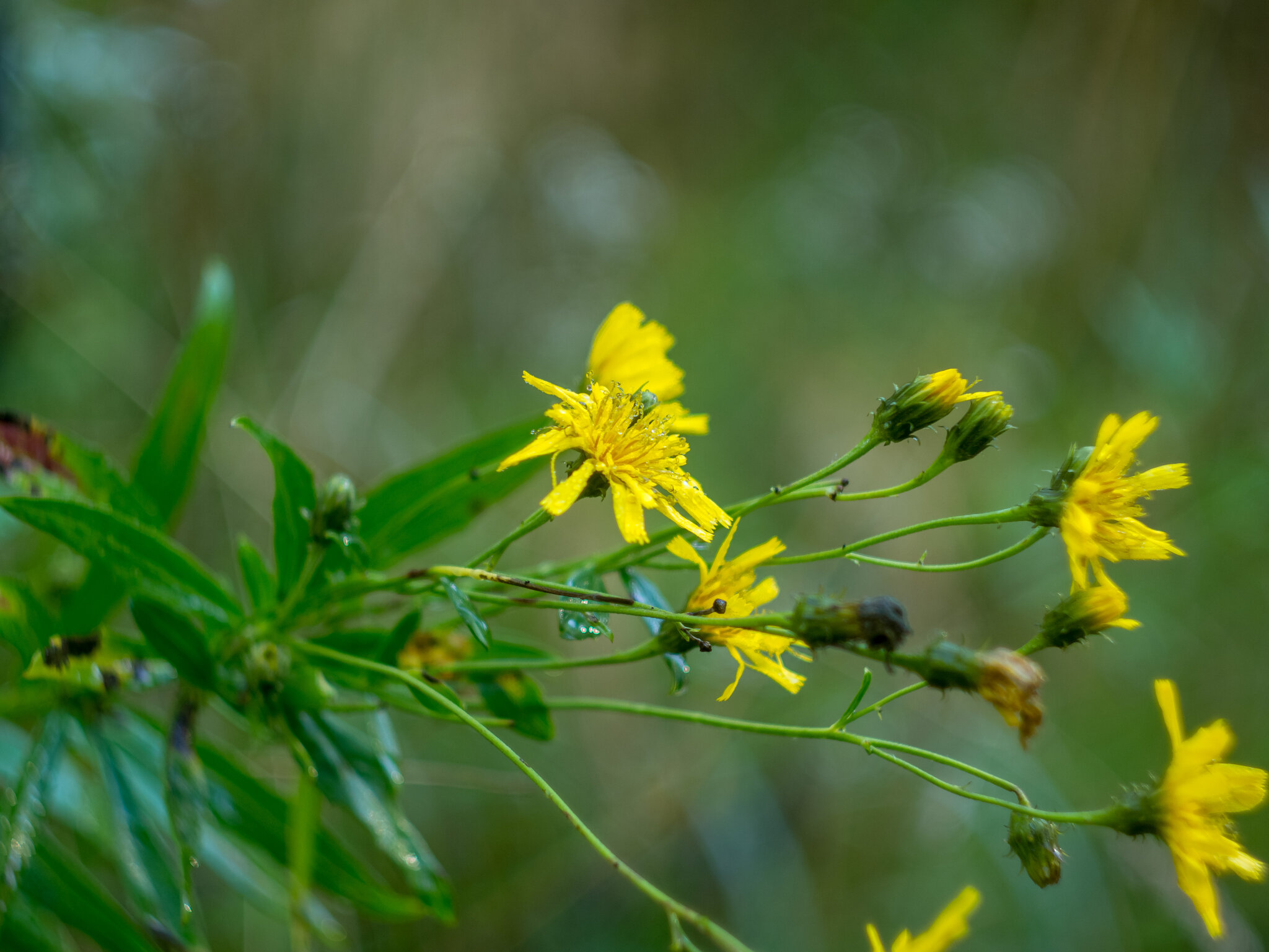Hieracium laevigatum :: Yuriy V Hieracium laevigatum :: Yuriy V