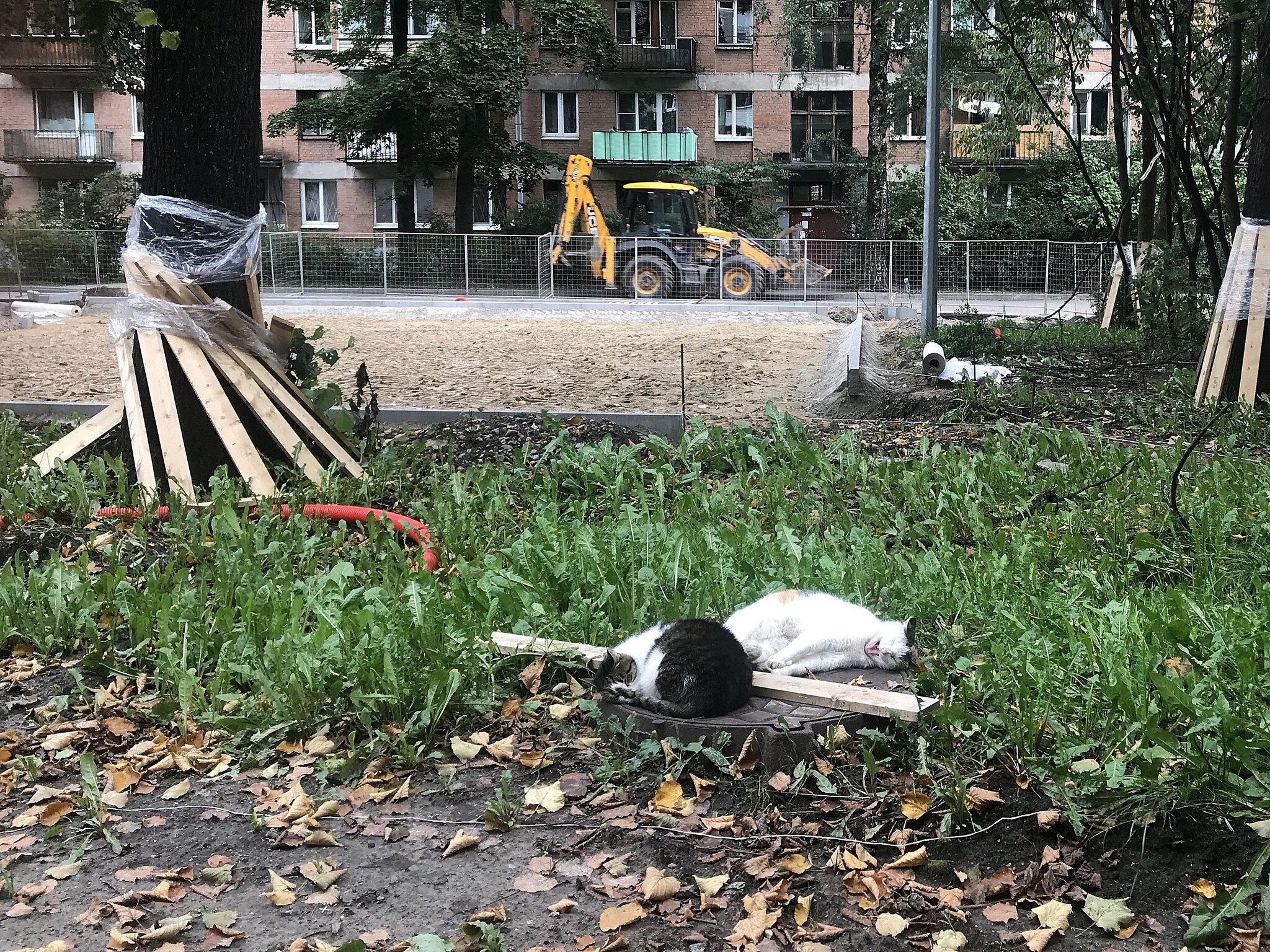 домашние / бездомные :: zavitok * домашние / бездомные :: zavitok *