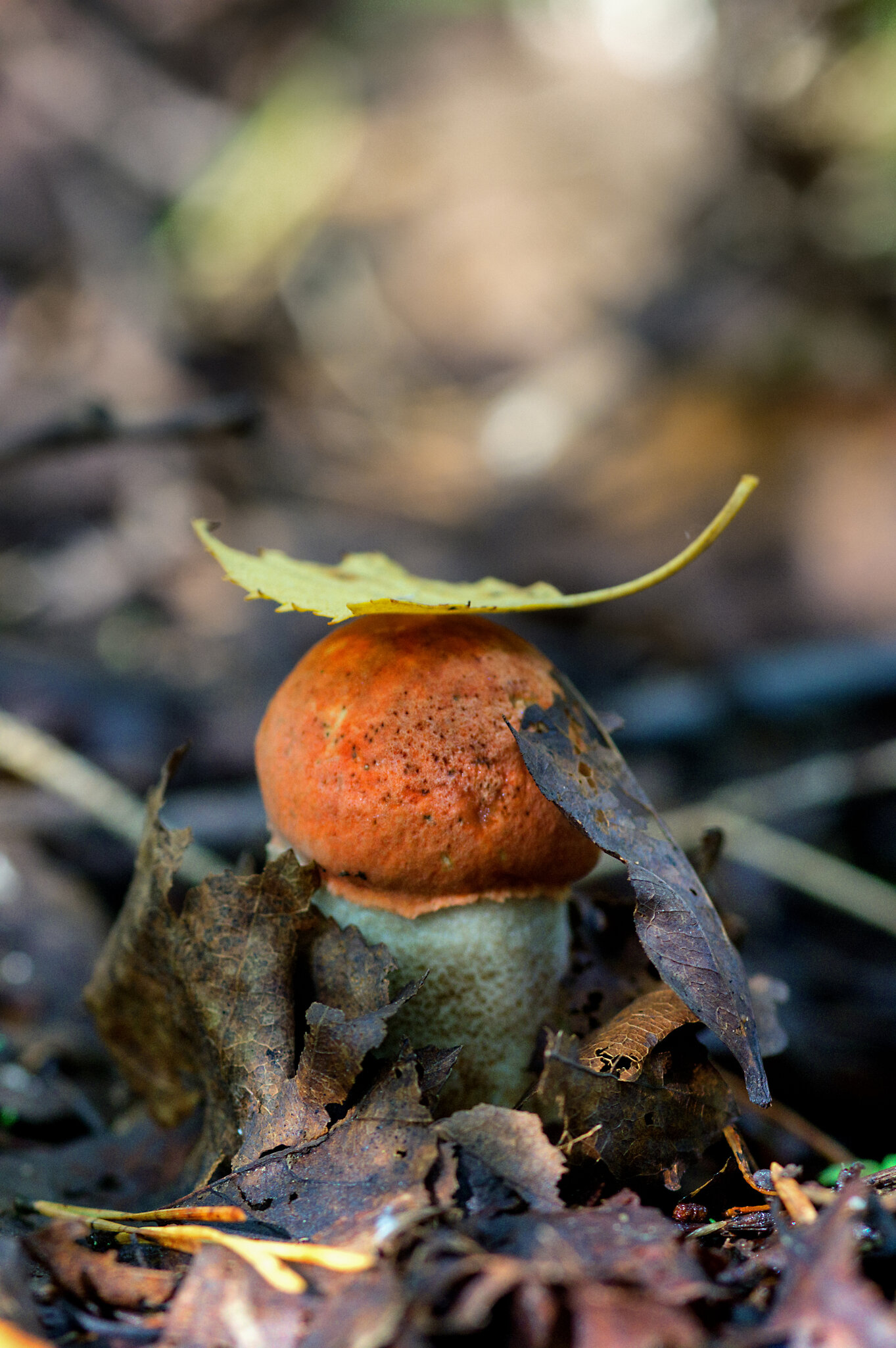 Подосиновик красный (лат. Leccinum aurantiacum) ... :: Федор Кованский Подосиновик красный (лат. Leccinum aurantiacum) ... :: Федор Кованский