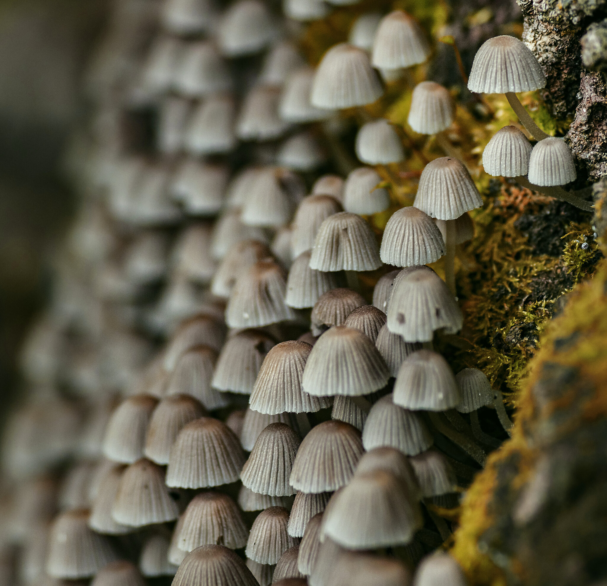 "Навозник рассеянный, Coprinellus disseminatus"... :: Федор Кованский "Навозник рассеянный, Coprinellus disseminatus"... :: Федор Кованский