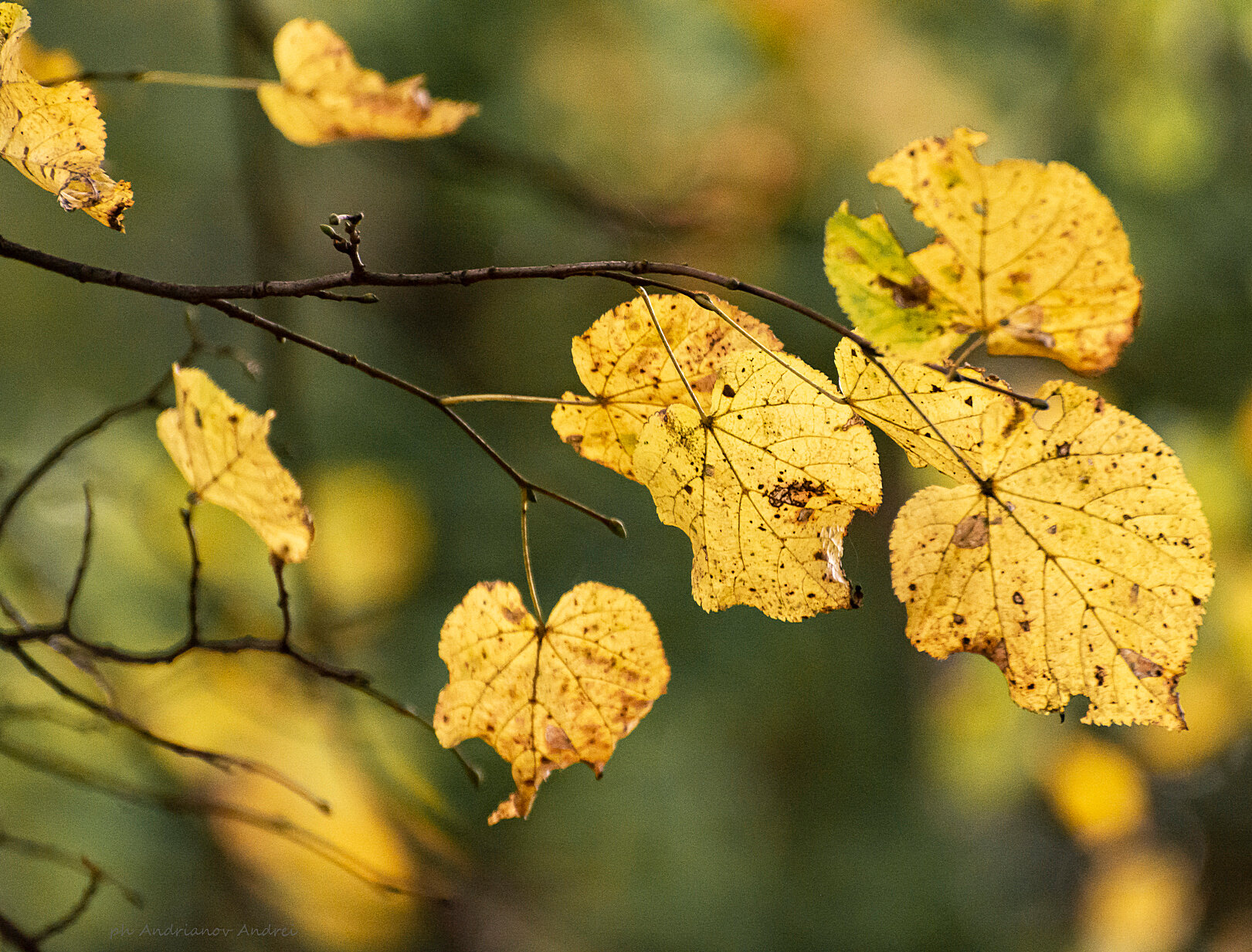 Природа :: Андрей Андрианов Природа :: Андрей Андрианов
