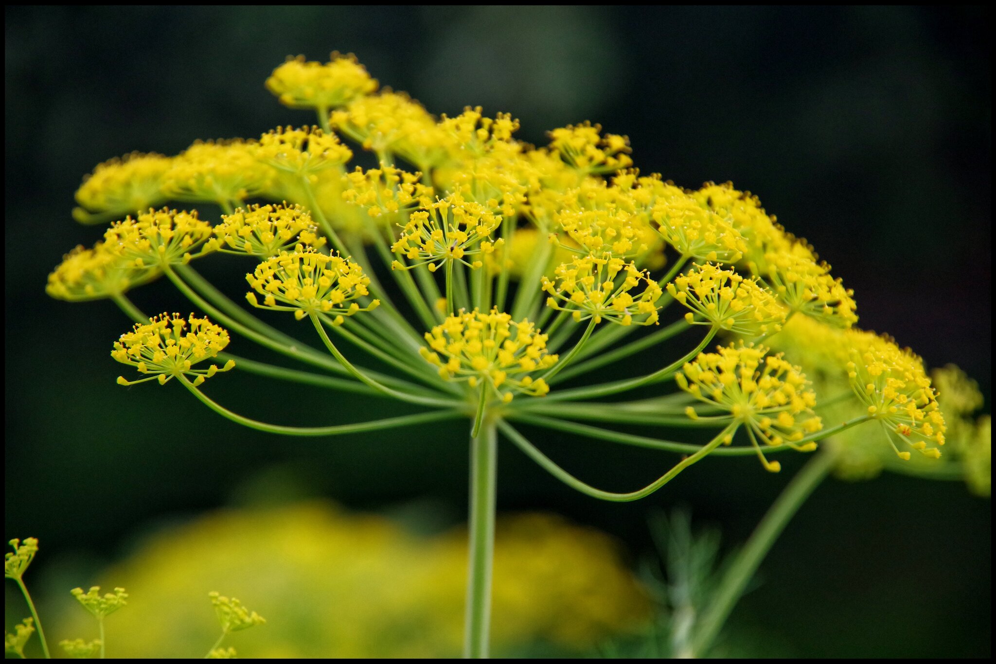 Anethum graveolens :: Руслан Anethum graveolens :: Руслан