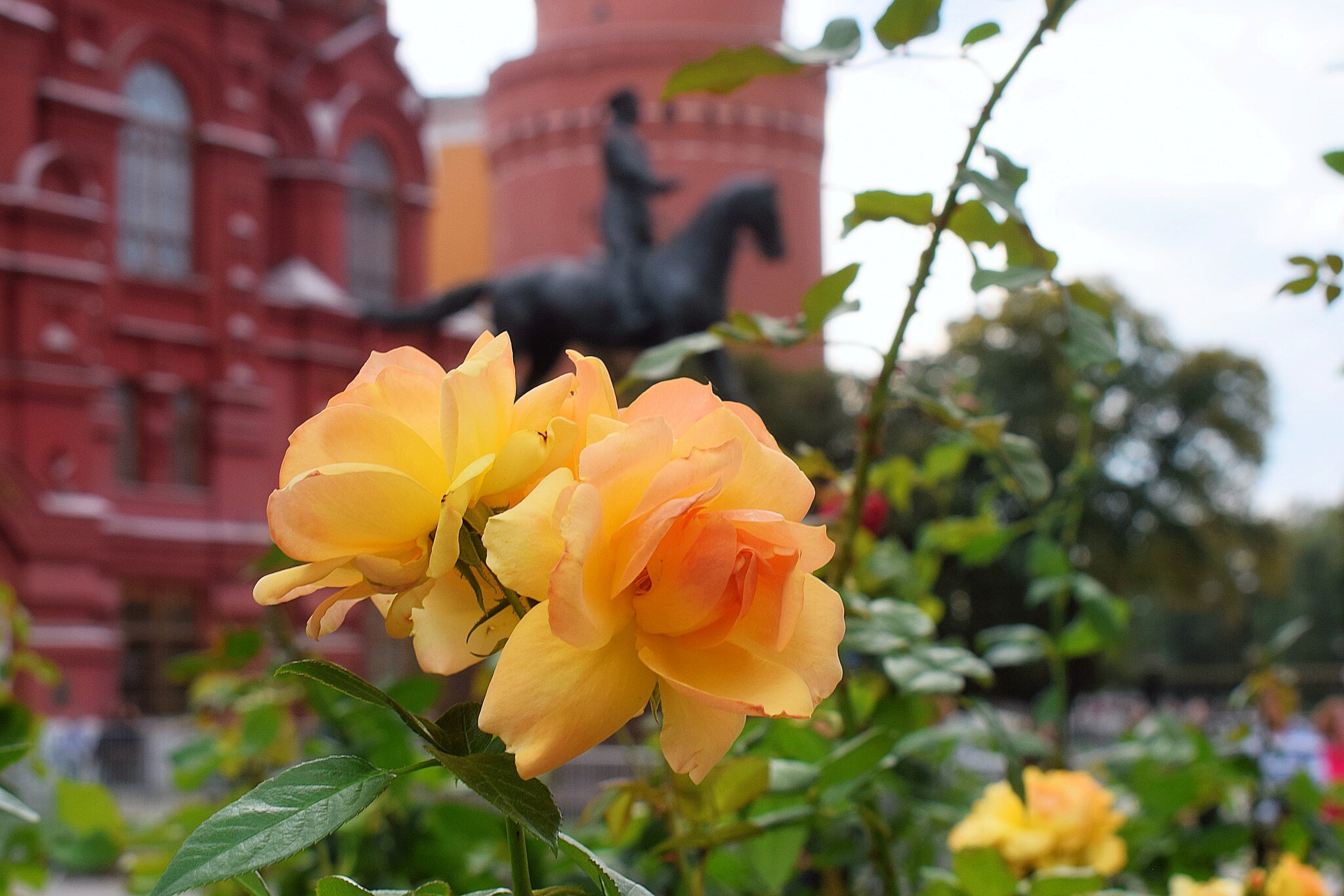 Сегодняшние розы с самого центра столицы для Николая Кондакова. :: Татьяна Помогалова Сегодняшние розы с самого центра столицы для Николая Кондакова. :: Татьяна Помогалова