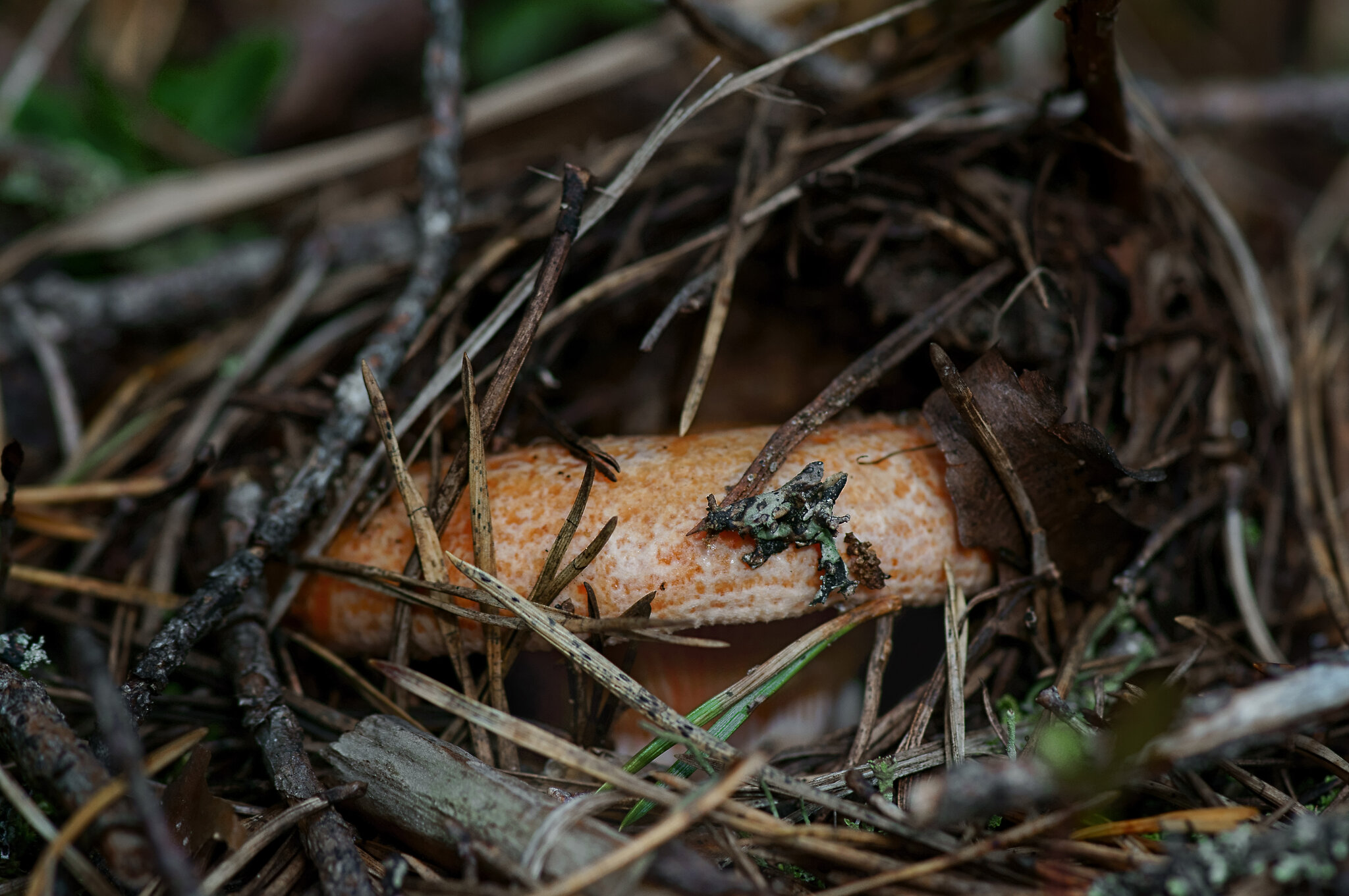 Рыжик настоящий, сосновый, или боровой (Lactarius deliciosus)... :: Федор Кованский Рыжик настоящий, сосновый, или боровой (Lactarius deliciosus)... :: Федор Кованский
