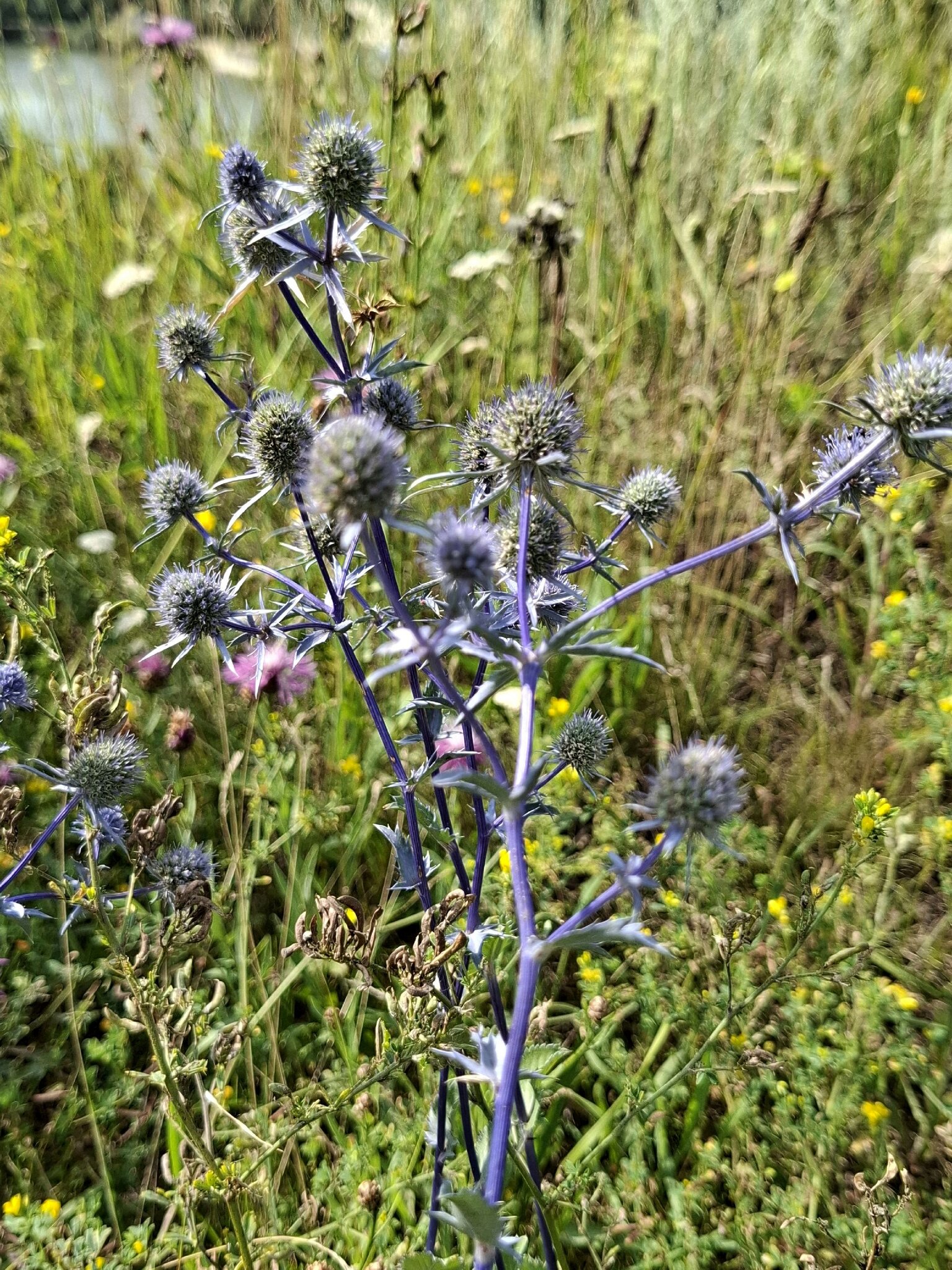 Синеголовник плосколистный eryngium planum :: Андрей Л. В. Синеголовник плосколистный eryngium planum :: Андрей Л. В.