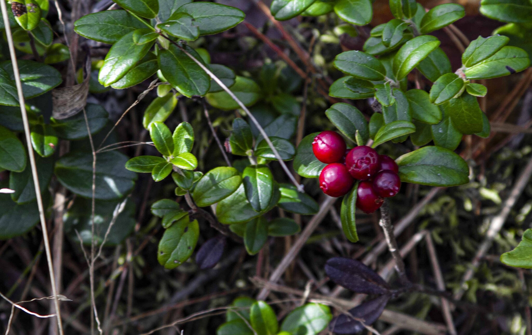 Vaccinium vitis-idaea :: Николай Vaccinium vitis-idaea :: Николай
