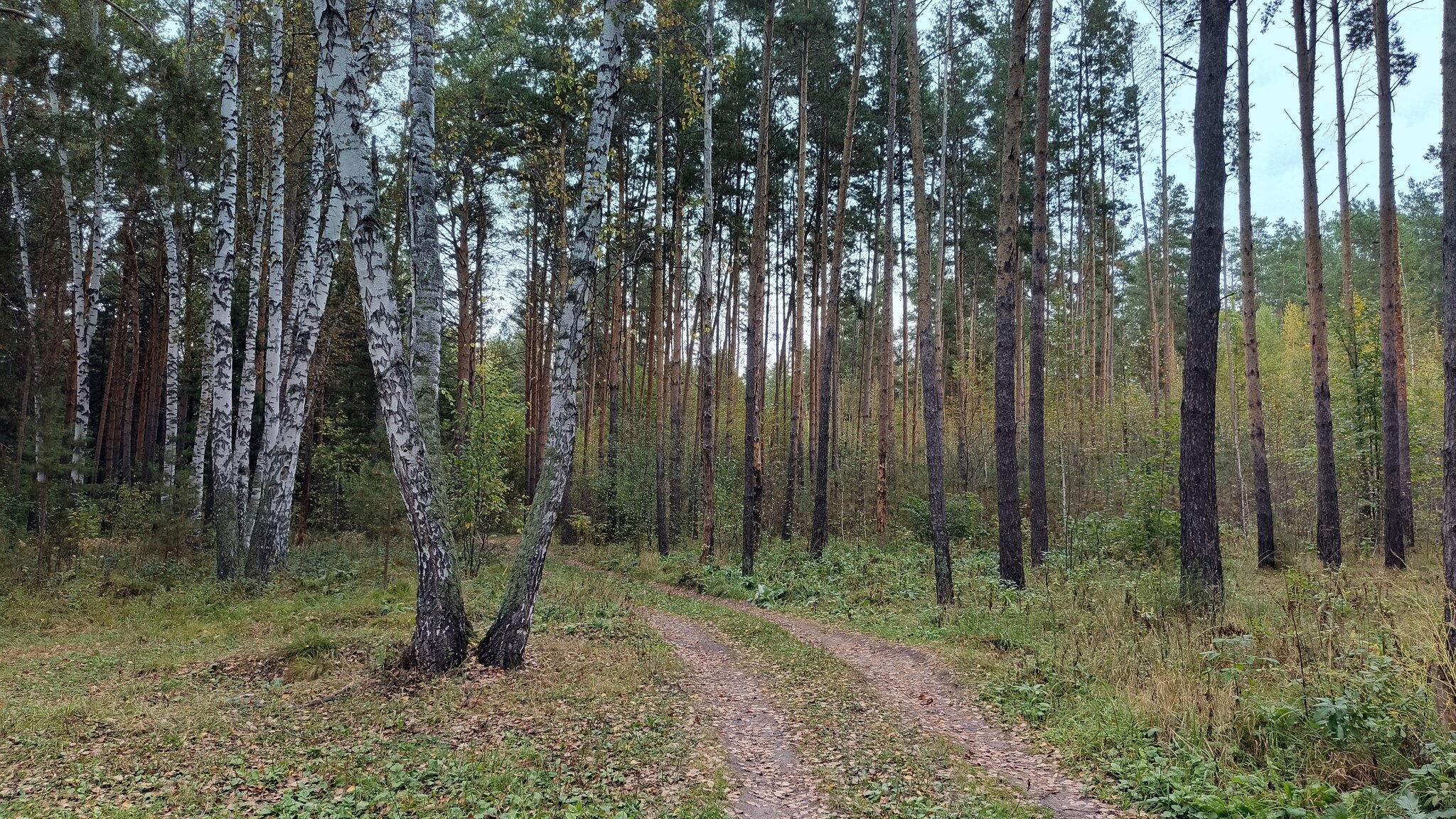 Дорожка в лесу . Сентябрь . :: Мила Бовкун Дорожка в лесу . Сентябрь . :: Мила Бовкун