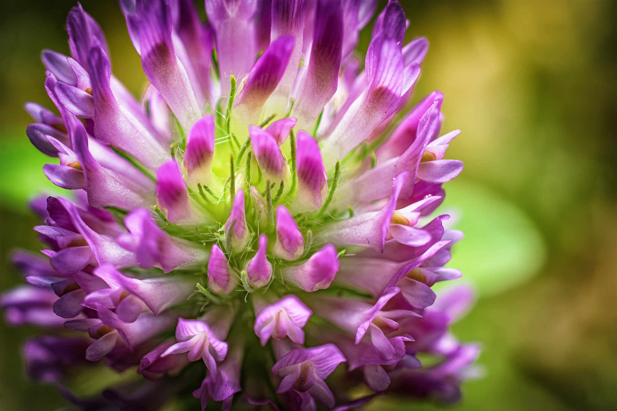 Клевер луговой (Trifolium pratense) :: Андрей Жданов Клевер луговой (Trifolium pratense) :: Андрей Жданов