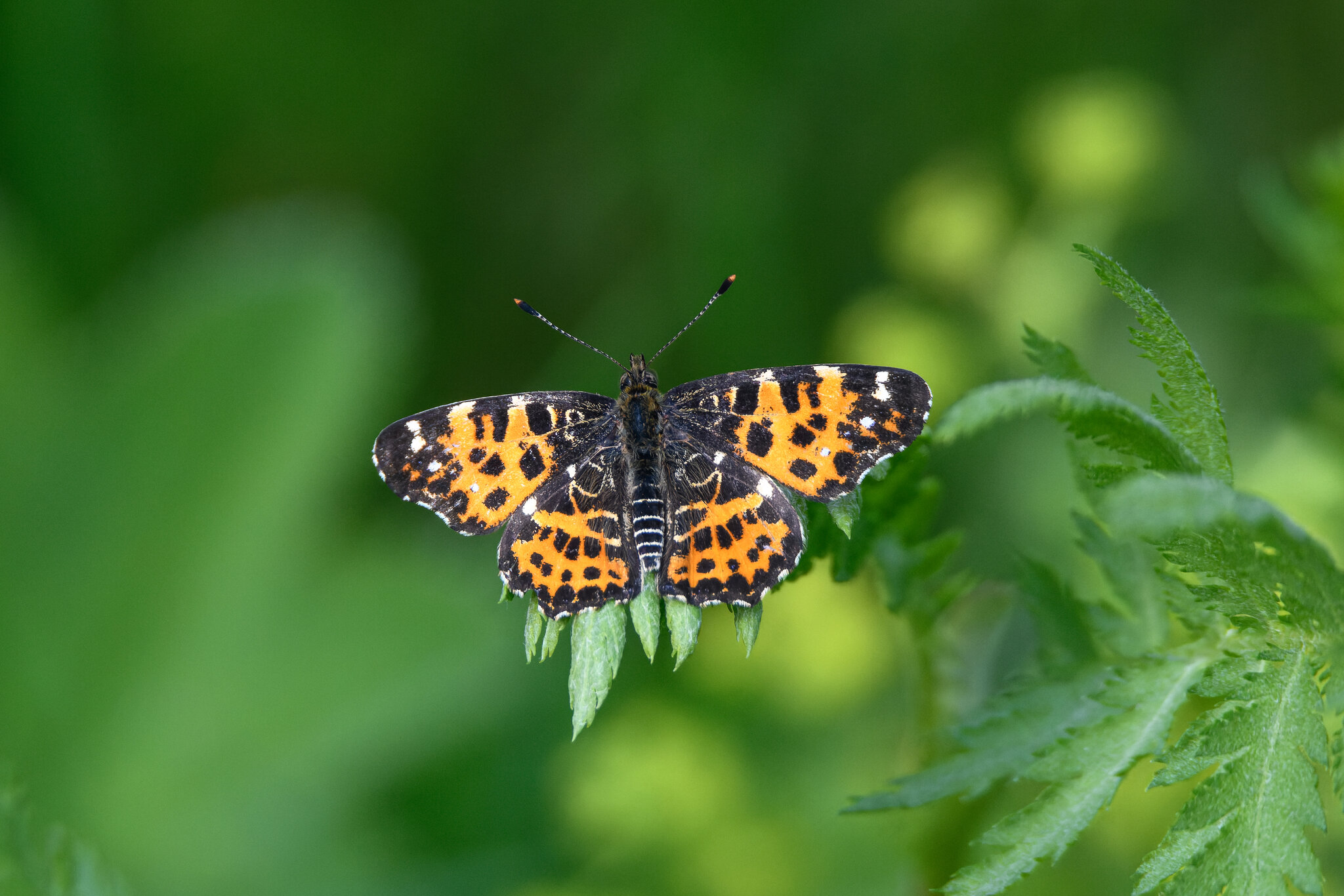 Пестрокрыльница изменчивая :: Дарья Меркулова Пестрокрыльница изменчивая :: Дарья Меркулова