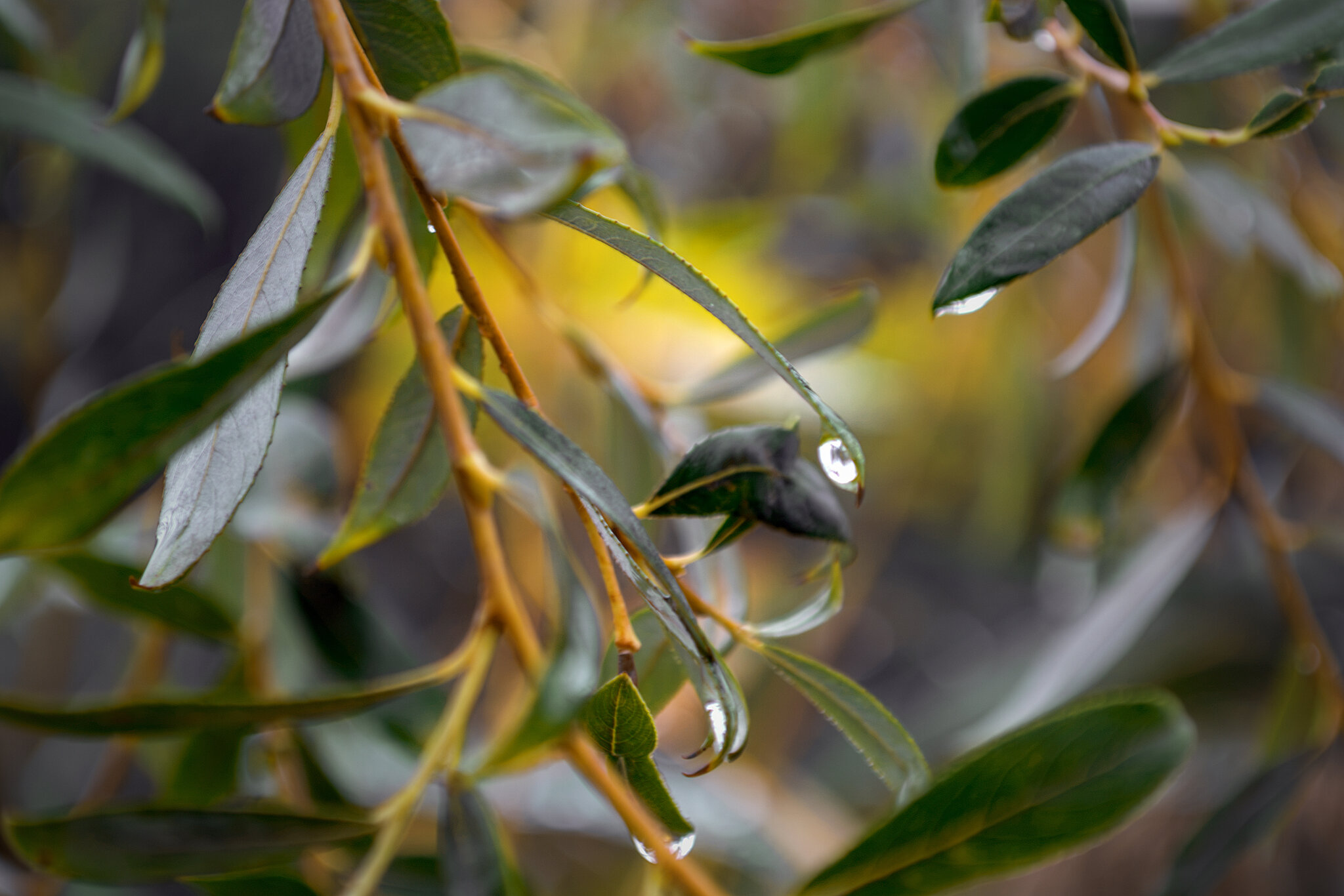 Листья оливы (olive leaf) :: Игорь Протасов Листья оливы (olive leaf) :: Игорь Протасов