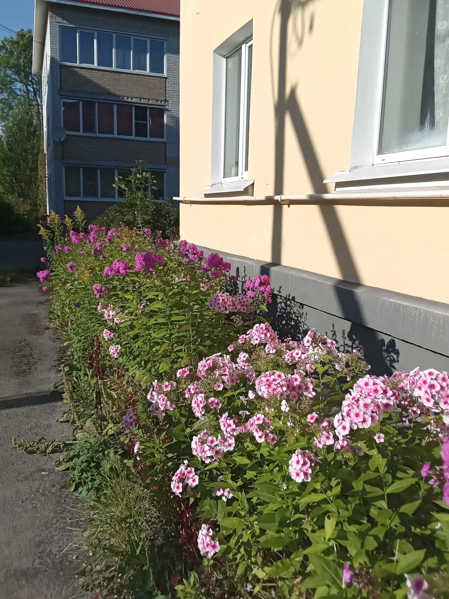 Дорожка цветов во дворе под окнами :: Фотогруппа Весна Дорожка цветов во дворе под окнами :: Фотогруппа Весна