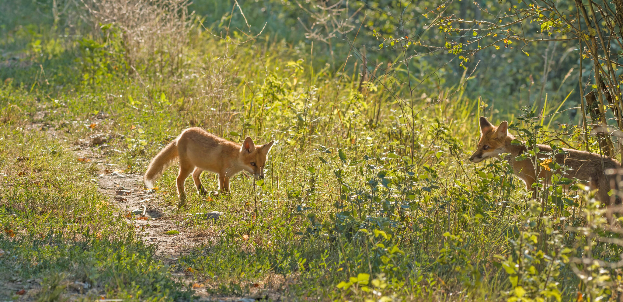 Vulpes vulpes :: vladimir Vulpes vulpes :: vladimir