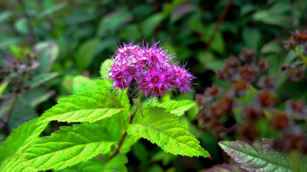 Спирея японская (Spiraea japonica) :: Борис Горшевский Спирея японская (Spiraea japonica) :: Борис Горшевский