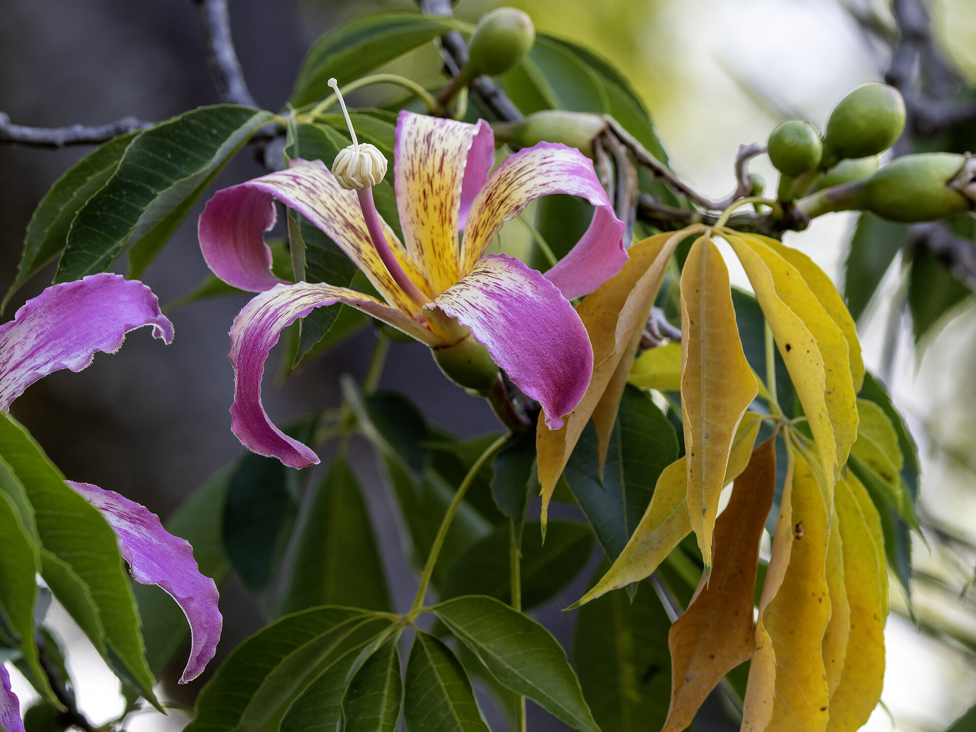 Цветок сейбы великолепной. :: Alexander Amromin Цветок сейбы великолепной. :: Alexander Amromin