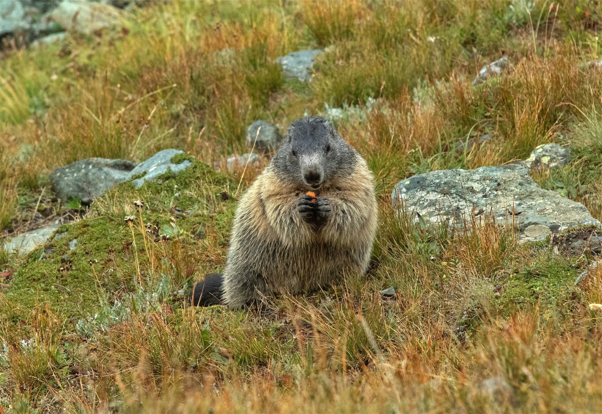 Alpine marmot :: vladimir Alpine marmot :: vladimir