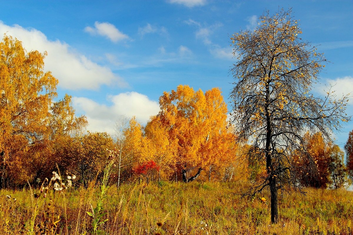 Мисс  Осень (топлес) - Vlad Borschev