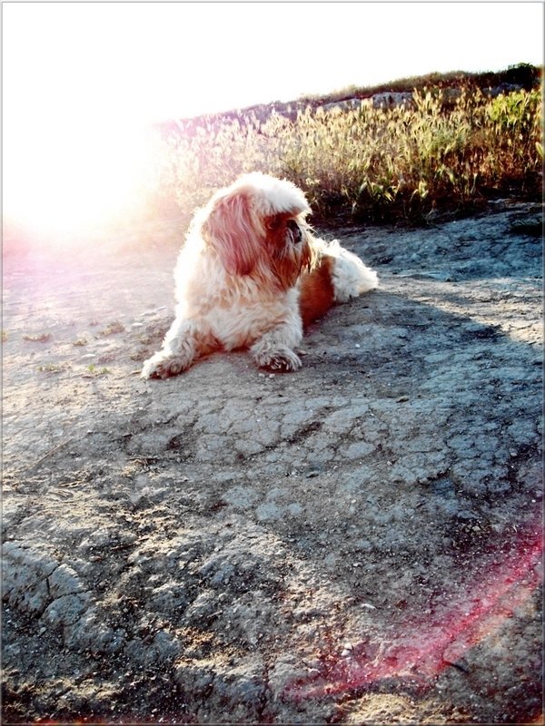 Baikonur. Dog Jules. Cosmic double. Six months before ... (I can imagine this really imagine) - Дядюшка Джо