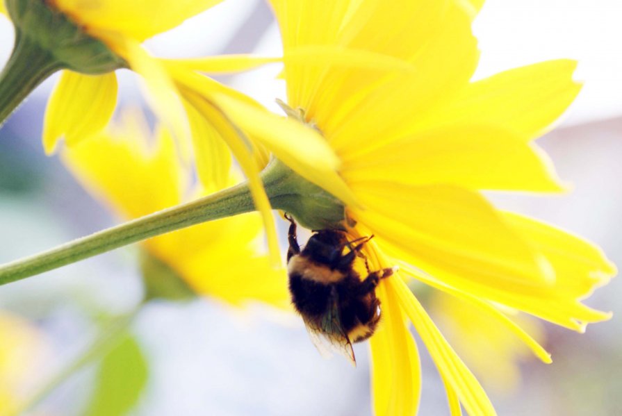 Мохнатый шмель - Андрей Гендин