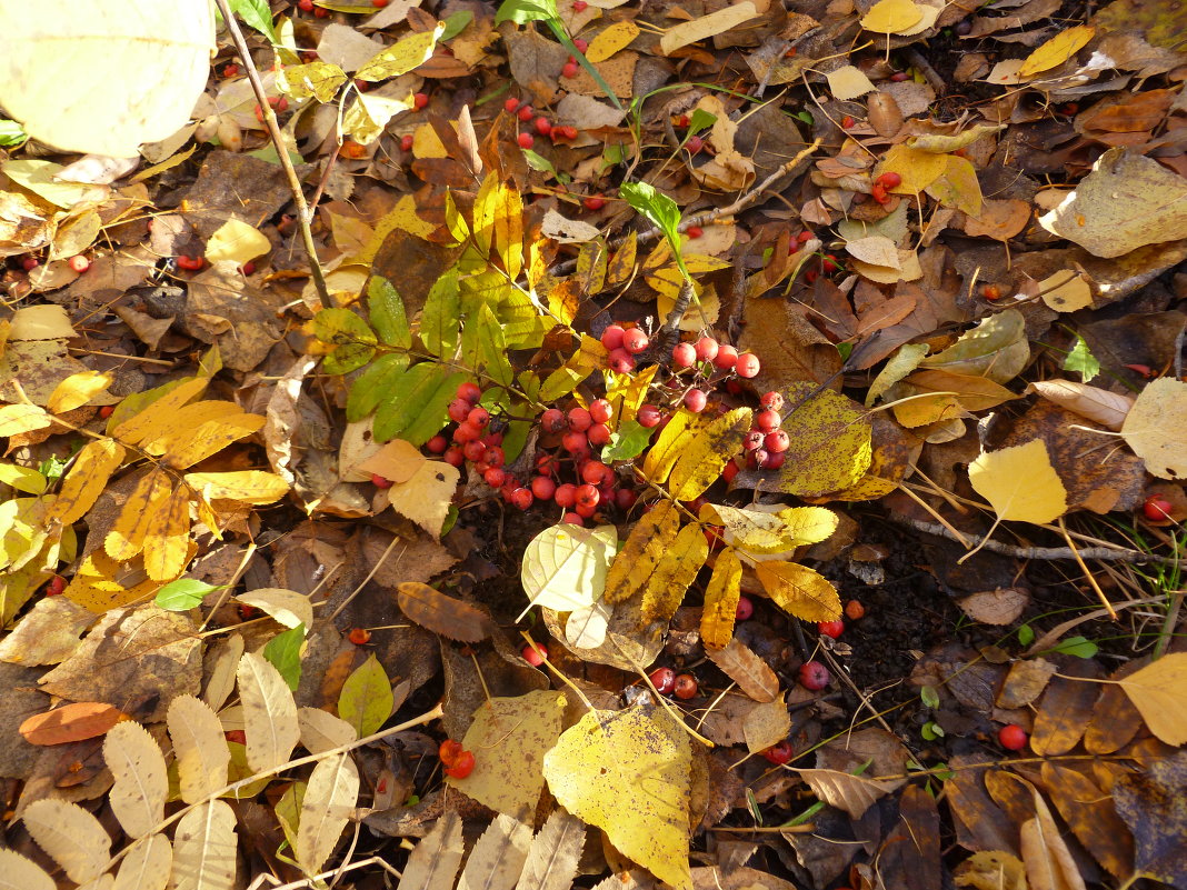 осенью... - НАДЕЖДА КЛАДЧИХИНА