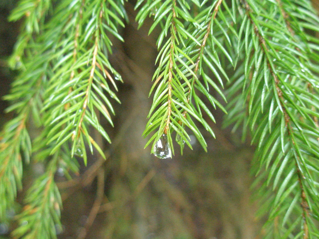 Слезки дождя. - Ирина 