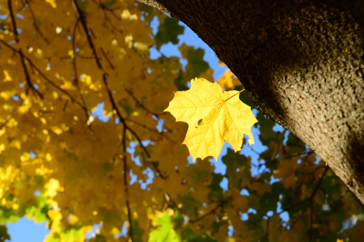 Lonely golden leaf - Дмитрий Каминский