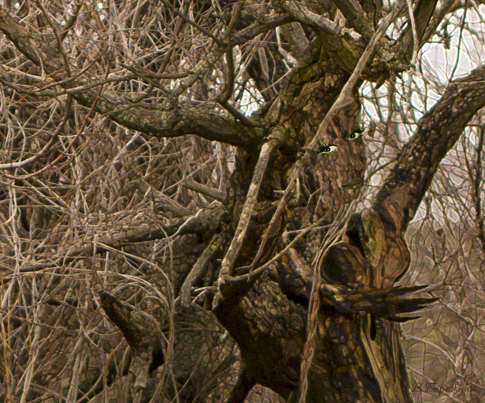Живые деревья - Вера Бережная Живые деревья - Вера Бережная