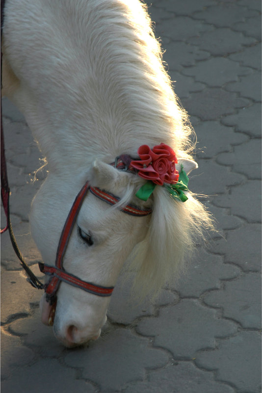 Красавица пони - Игорь Герман