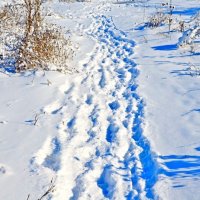 Зимняя прогулка :: марина