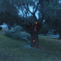 Горящая олива :: hfpkbd 