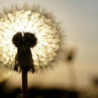 Фонарик :: iaa33 