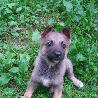 Немецка овчарка. :: Александр